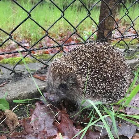 Danusia Accommodatie bij particulieren *